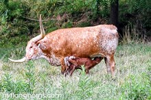 HEIFER
