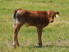 Heifer 912