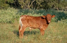 CK What's the Buzz x KDK Thor bull