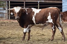 HR AWESOME REB X BR JUNGLE JIM TAG 602