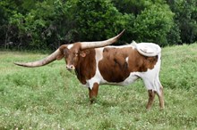 JTW Country Sugar C4