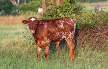 HL Buzzin' Beauty x KDK Thor bull