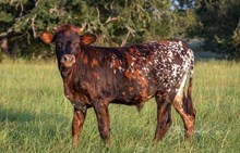 CK When Doves Cry x KDK Thor bull