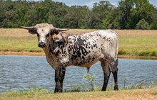 CK Bee's Bit O Honey x KDK Thor bull