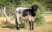 Helm Desiree 535 x KDK Thor bull