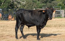 Misty Rio x KDK Thor bull