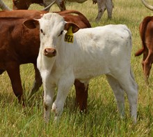 Bull 927