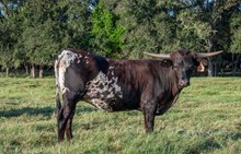 CK What's the Buzz x KDK Thor heifer
