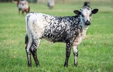 CK Bee's Bit O Honey x KDK Thor heifer