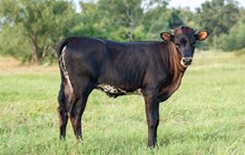 CK Fifty Shades of Desiree’ x KDK Thor heifer