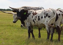 835 bull