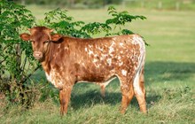 TLS Bwana's Sage Sioux x KDK Thor bull