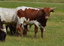 837 bull