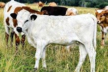 2532 SILVERBELLS BULL