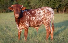 RR Paisley x KDK Thor bull