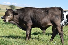2534 SMOKiN SADDLES STEER