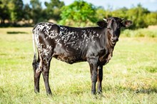 CK I Bee Shy x KDK Thor heifer