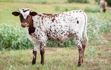 Creamy Hot x KDK Thor bull