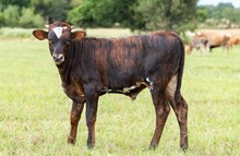 Pretty Rustic x KDK Thor bull