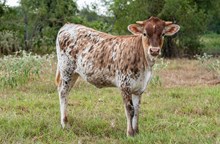 CK 20 Karat x KDK Thor heifer