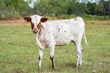 BL Diamond Kat x KDK Thor heifer