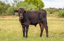 Kettle's Twister x KDK Thor bull