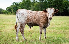 Sweet Kitty BCB x KDK Thor bull
