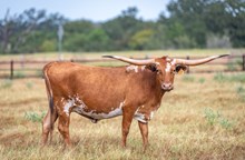 CK Texas Dolly