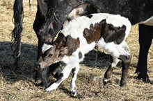 2631 PRIZE BULL