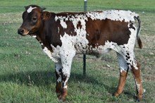 2635. PERFECTION STEER