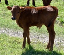 TSUNAMI  X TROPHY TOP  bull