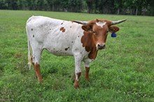 TCR Thelma