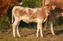 7BR Rhea
