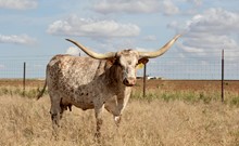 D/O Cowboys Fashion