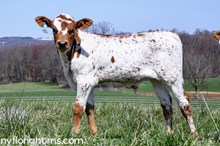 Steer
