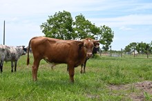 Hubbells Rio Riviera IV Bull Calf