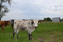 Pacific Dilanna Bull Calf