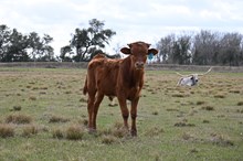 California Sky Bull Calf 2025