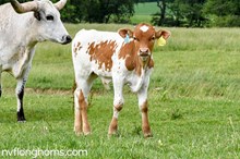 Steer