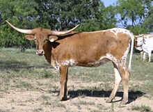 G1F ONE TUFF GINGER X BR JUNGLE JIM - TAG 2459