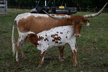 RR Lazy Sway (Calf 2024)