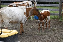 RR Super Tierra (Calf 2024)