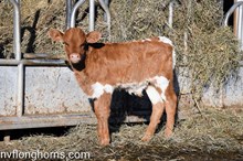 Steer