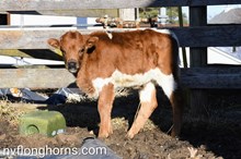 Steer