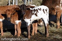 Heifer