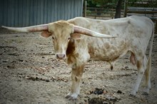 AS Lampasas