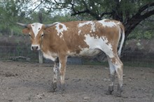 Capitalist x Sharp Rose heifer