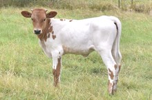 Bout x Stormy heifer calf