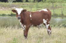 Bout x Porta bull calf