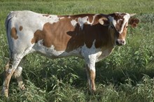 King Tex flashy heifer